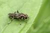 Xylota segnis